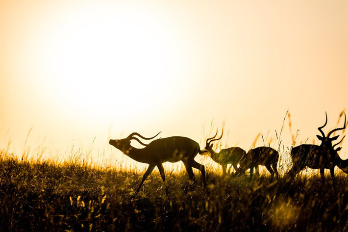 Đàn linh dương kiếm ăn trên đồng cỏ lúc bình minh trong vườn quốc gia Masai Mara, Kenya.