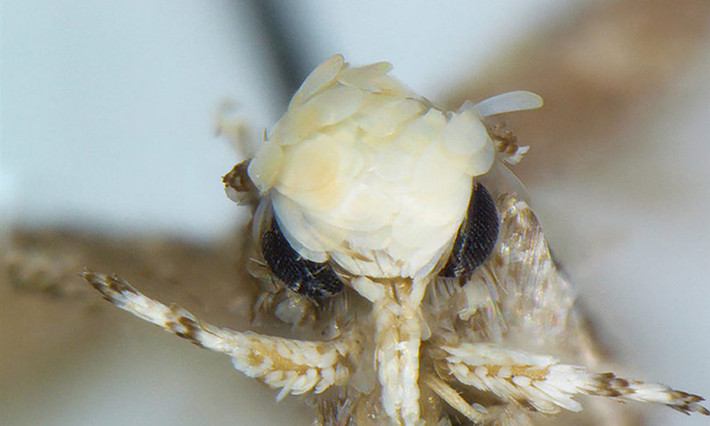 Loài bướm đêm mới (Neopalpa donaldtrumpi) được đặt tên theo Tổng thống Mỹ Donald Trump, vì loài động vật có đầu giống kiểu tóc của ông.