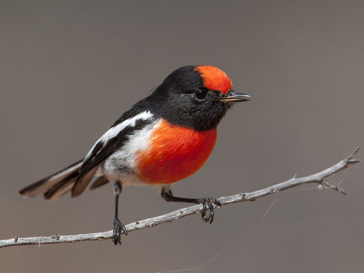 Chim oanh Red-Capped có phần lông trên đầu và ngực màu đỏ nổi bật.