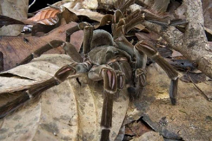 Nhện Goliath, có tên khoa học là Theraphosa blondi, là một loài nhện. Chúng được coi là loài nhện lớn thứ hai trên thế giới (theo sải chân, đứng thứ hai sau nhện săn khổng lồ), và chúng có thể là lớn nhất theo khối lượng.