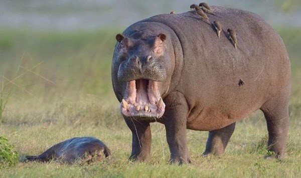 Hà mã được nhận biết bởi thân mình tròn trịa, gần như không lông, cái miệng và bộ hàm lớn, hai đôi chân ngắn và kích cỡ to lớn. Chúng là động vật có vú trên cạn lớn thứ ba về khối lượng.