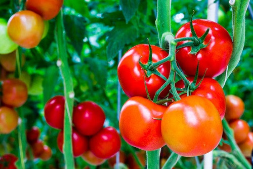 Cà chua. Chất lycopene trong vỏ cà chua có tác dụng chống oxy hóa mạnh, có thể phòng ngăn ngừa bệnh tim mạch, nâng cao khả năng miễn dịch của cơ thể, phòng chống ung thư. Ngoài ra, vỏ cà chua còn trợ giúp bảo vệ sức khỏe rất tốt.