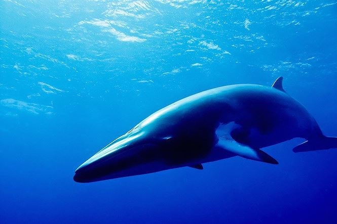 10. Cá voi Minke - chiều dài: 10,5m.