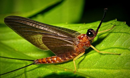 1. Bộ Phù du. Tuổi thọ: 1 ngày. Đây là động vật có tuổi thọ ngắn nhất thế giới.