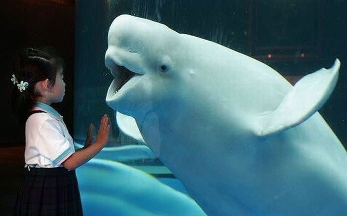 Sự hào hứng hiện lên trên biểu cảm gương mặt của chú cá voi khi gặp người bạn nhỏ.