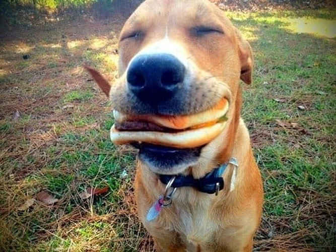 Chiếc bánh hamburger thơm ngon là lý do để chú chó này mỉm cười hạnh phúc đến vậy.
