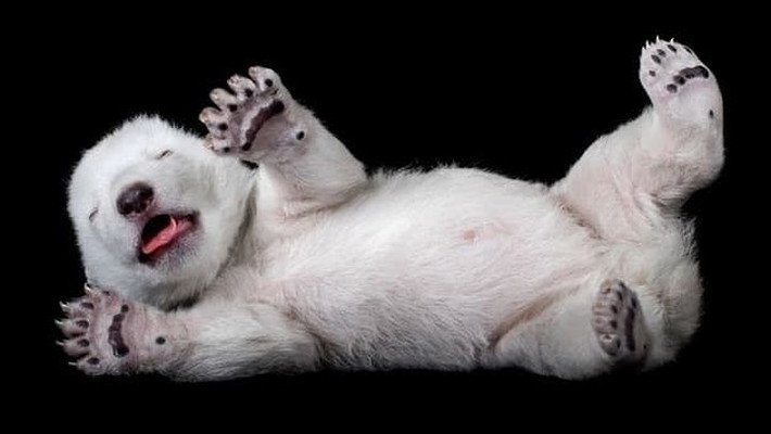 Một chú gấu Bắc cực con dù ngủ mơ màng nhưng vẫn không quên nở một nụ cười hồn nhiên.