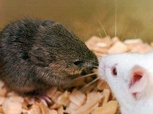 Tuy vũ khí cưa gái của chuột không thể so sánh với một con chim hoàng yến trưởng thành, nhưng nếu chuột được học từ một "gia sư" giống như ở chim, chúng có thể sở hữu một năng khiếu rộng lớn hơn.