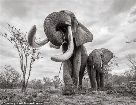 Tsavo là nơi có số lượng voi nhiều nhất Kenya nhưng cũng vì thế mà đối mặt với nguy cơ săn trộm từ những kẻ buôn ngà voi. (Anh Minh)