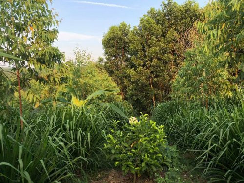 Thế nhưng, Nguyễn Lê Ngọc Linh rất kiên trì. Ngay sau khi vay mượn đủ nguồn vốn, cô gái trẻ bắt đầu tìm những giống cây bản địa về trồng như keo, lát. Bước đầu, các loài cây này đều phát triển tốt.