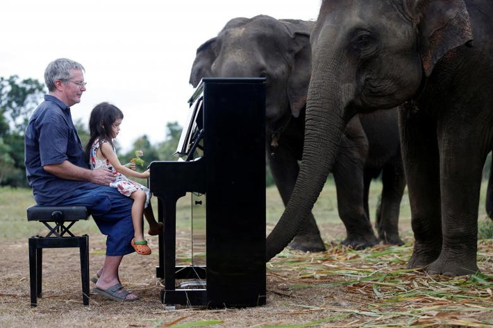 Paul Barton và con gái Emily Barton, 4 tuổi, chơi piano. Lam Duan đến gần Barton khi ông bắt đầu chơi đàn. Cô voi này tỏ ra điềm tĩnh và chú tâm vào âm nhạc. Ở các buổi chơi nhạc khác, một vài con voi dường như lắc lư đầu và di chuyển về trước cây đàn piano trước khi các nốt nhạc vang lên.