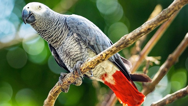 Từ 1994 đến 2003 có 359000 cá thể vẹt xám châu Phi bị bắt và buôn bán khắp thế giới. Tại một số khu vực, số lượng cá thể vẹt chỉ còn 1% so với ghi nhận ban đầu. Ảnh: Howcast Youtube Channel.
