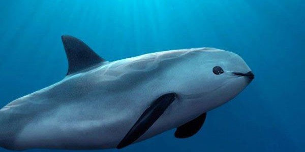 Cá heo California: Đây là loài động vật biển có vú đang đối mặt với nguy cơ tuyệt chủng cao nhất. Chúng sống ở các đầm phá nông, đục dọc theo các bờ biển và hiếm khi được nhìn thấy ở nhiều nước sâu hơn 30 m. Do đó, chúng thường xuyên mắc vào lưới của ngư dân. Ảnh: Public Radio International.