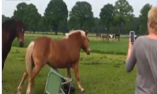 Những chú ngựa siêu hài hước