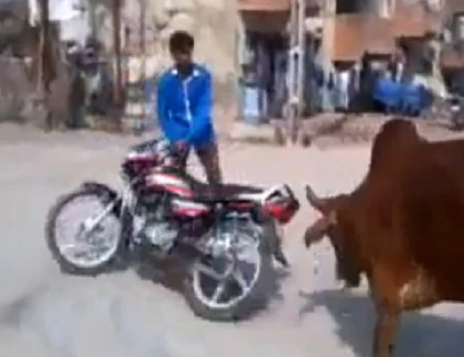 Đàn bò đuổi "quái xế chạy toé khói"