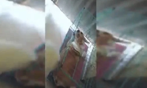 Cảm động chú chó thông minh cứu bạn ra khỏi lồng sắt