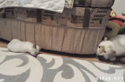 "Ôi! Ôi! Bạn tôi đâu mất rồi?"