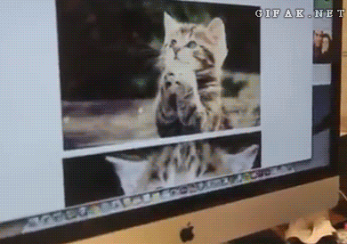 "Chộp được em mèo cute nhất".