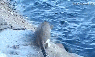 Nhanh như... mèo.