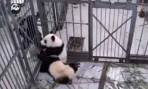 Gấu trúc ôm chân người chăm sóc, không chịu bỏ ra