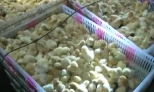 Dùng xuồng cao tốc chở 20 nghìn con gà lậu vào VN