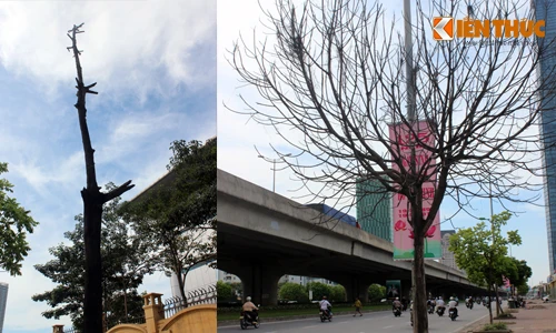 Nhiều cây xanh chết khô khó hiểu trên đường Phạm Hùng, HN