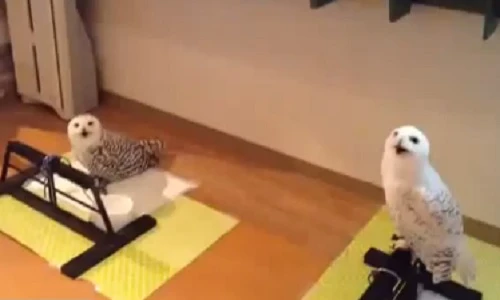Chú cú có giọng siêu đặc biệt