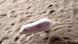 Lợn con siêu quậy.