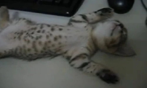 Chú mèo siêu lười, ngủ quên giờ dậy