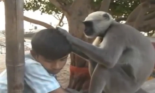 Chết cười xem cảnh khỉ bắt chấy cho người