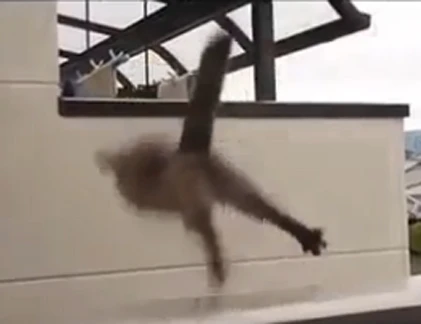 Mèo béo làm “siêu nhân gãy cánh“