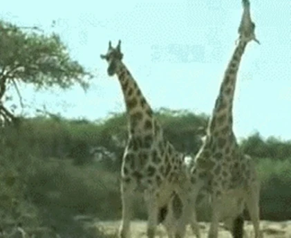 Ảnh động cười toe toét: Hươu cao cổ “nổi điên” (P69) 