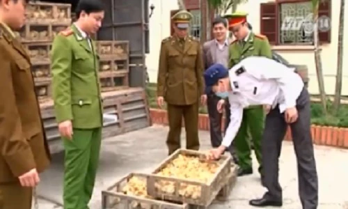 Nguy cơ cúm A/H5N6 lan rộng ra cả nước