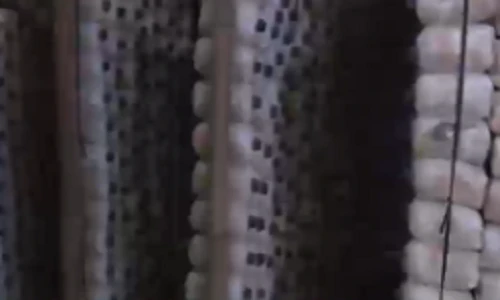 Nước mắt người trồng nấm