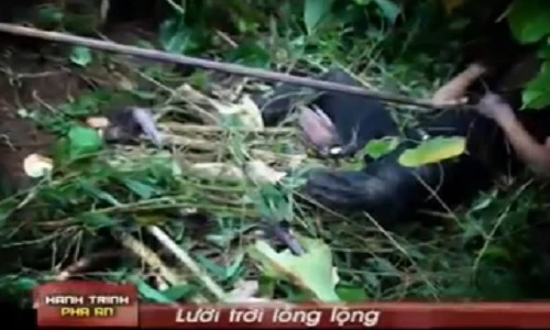 Hành trình phá án: Lưới trời lồng lộng