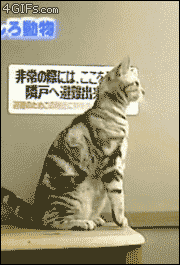 "Đứng dậy để quan sát thôi mà"