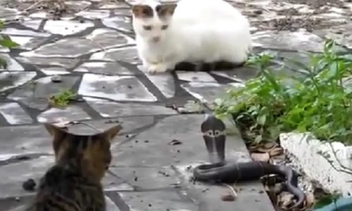 Cuộc chiến một mất một còn giữa mèo và rắn