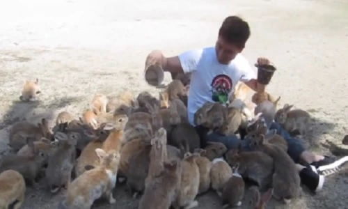 Clip thú vị về “thủ lĩnh” của bầy thỏ