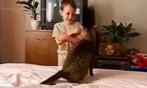 Đừng đùa quá trớn với... mèo