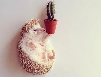 Khoảnh khắc dễ thương của nhím con