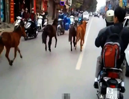 Ngựa điên thả rông đại náo đường phố Hà Nội