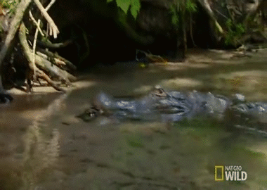 Cá sấu nuốt chửng lợn rừng trong tích tắc