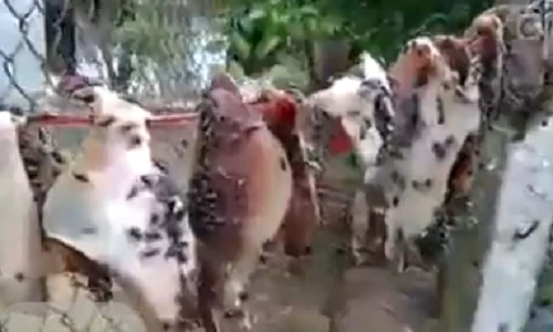 Kinh hãi cảnh mực khô phơi ruồi nhặng bâu kín