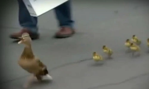 Những pha cứu hộ động vật đầy xúc động