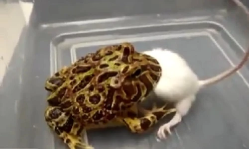 Cận cảnh chú ếch nuốt chửng chuột bạch