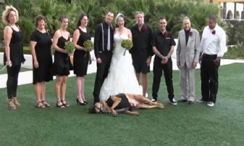 Chú chó “buồn bã” khi cô chủ lấy chồng