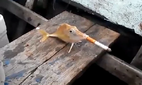 Tranh cãi clip cá... phì phèo thuốc lá
