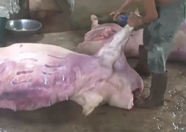 Mua lợn chết bốc mùi về xẻ thịt... đem đi bán