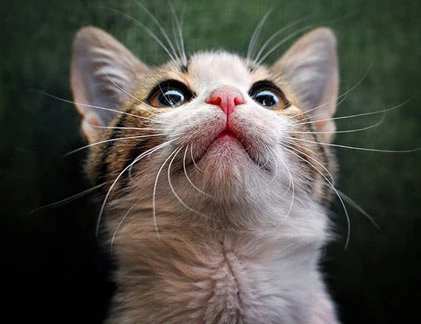 Mèo con “nghiêm túc”