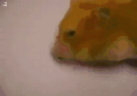 Khi chuột muốn... tỏ tình. 